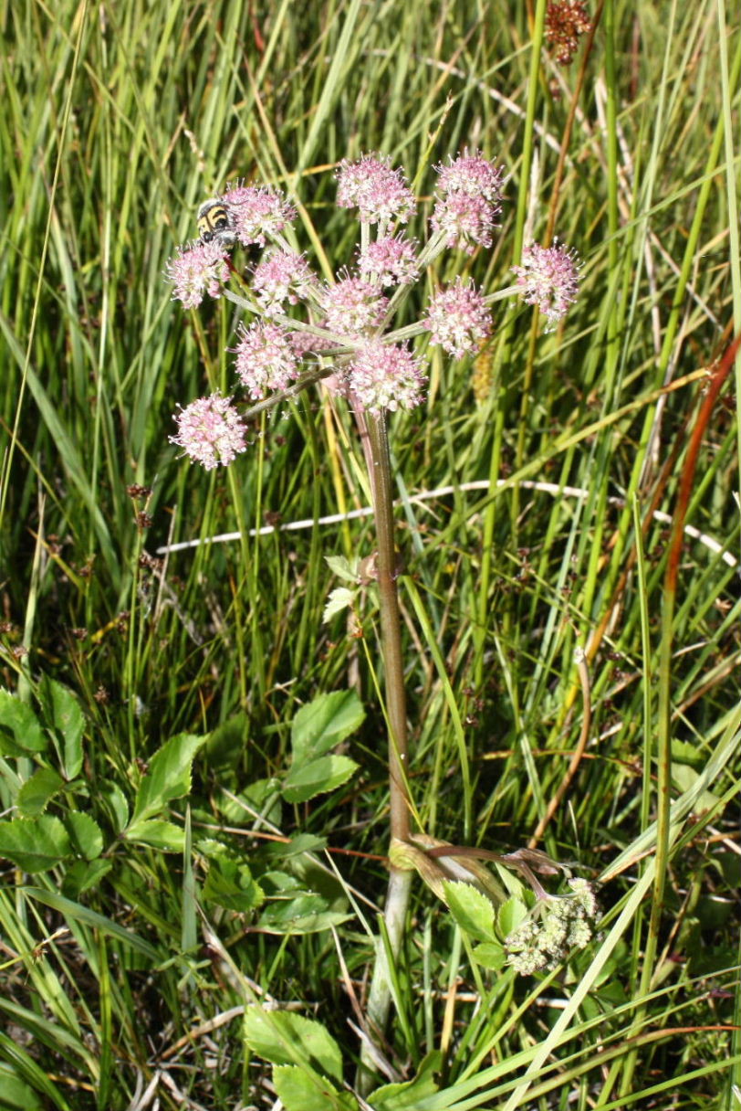 Angelica sylvestris